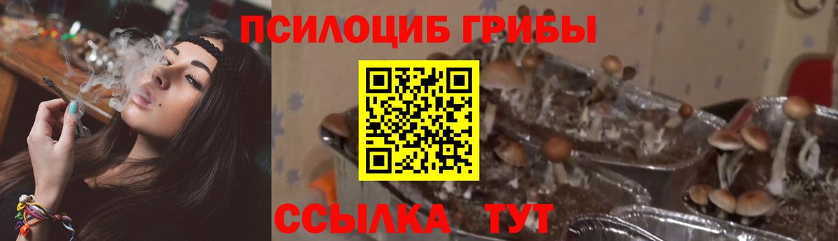 Псилоцибиновые грибы Psilocybe Анапа